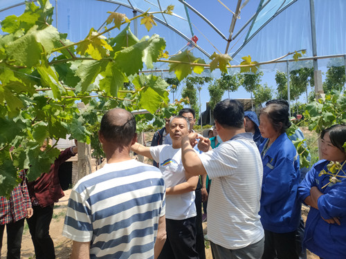 葡萄酒公司张宗勤副教授讲授葡萄栽培管理技术_副本.jpg